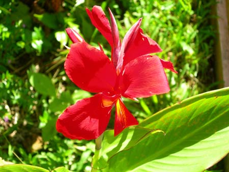 Flower in Torajaland