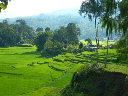 Ricefield Tana Toraja