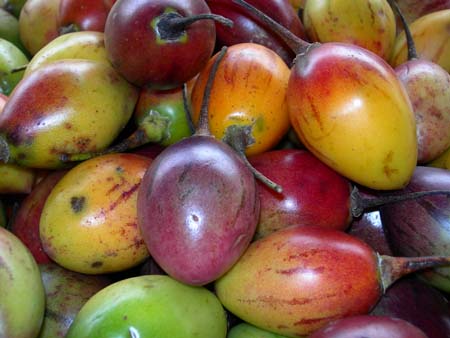 Tamarilla's (Terong Belanda) fruit in Torajaland