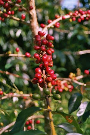 Toraja Coffee Beans