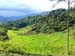 Ricefields in Torajaland